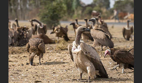 Weißrückengeier (Gyps africanus)