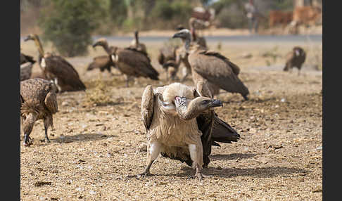 Weißrückengeier (Gyps africanus)