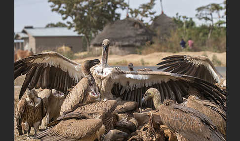 Weißrückengeier (Gyps africanus)