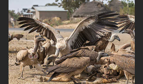 Weißrückengeier (Gyps africanus)