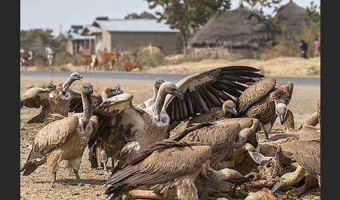 Weißrückengeier (Gyps africanus)