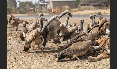 Weißrückengeier (Gyps africanus)