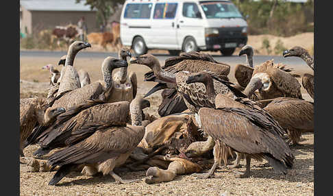 Weißrückengeier (Gyps africanus)