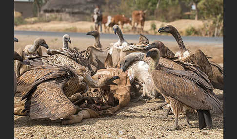 Weißrückengeier (Gyps africanus)