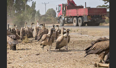 Weißrückengeier (Gyps africanus)