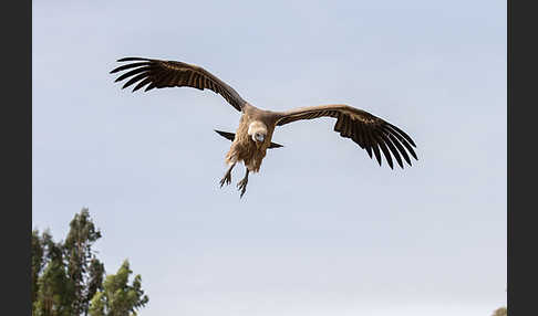 Weißrückengeier (Gyps africanus)