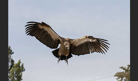 Weißrückengeier (Gyps africanus)