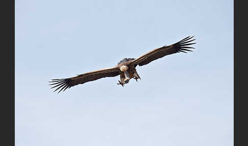 Sperbergeier (Gyps rueppellii)