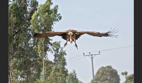 Sperbergeier (Gyps rueppellii)