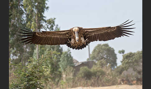 Sperbergeier (Gyps rueppellii)