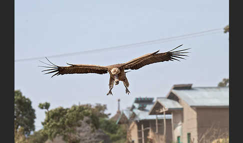 Sperbergeier (Gyps rueppellii)