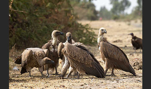 Weißrückengeier (Gyps africanus)