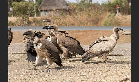 Weißrückengeier (Gyps africanus)