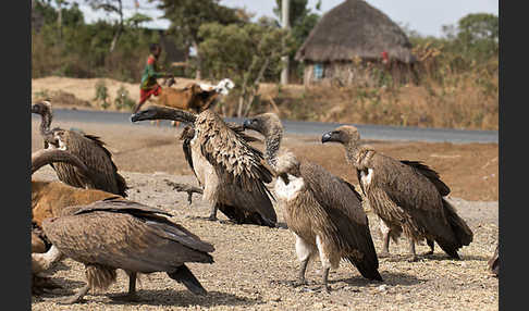 Weißrückengeier (Gyps africanus)