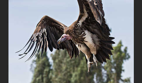 Ohrengeier (Aegypius tracheliotus)