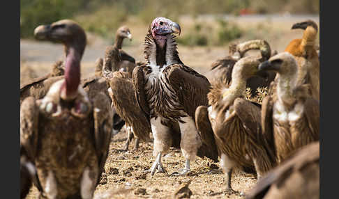 Ohrengeier (Aegypius tracheliotus)