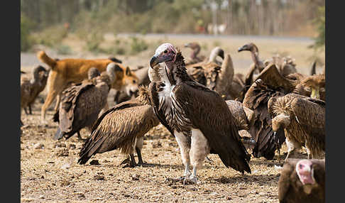 Ohrengeier (Aegypius tracheliotus)