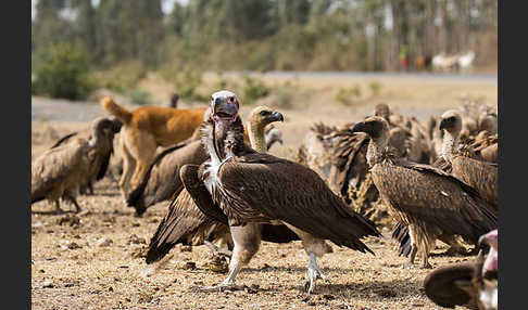 Ohrengeier (Aegypius tracheliotus)