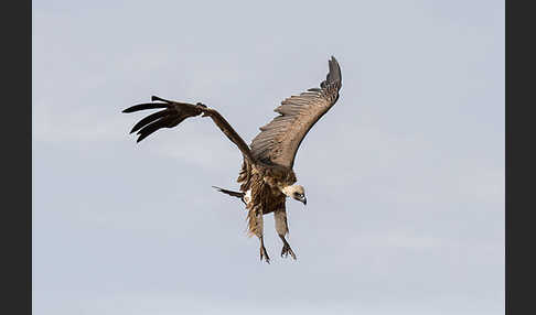 Weißrückengeier (Gyps africanus)