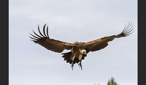 Weißrückengeier (Gyps africanus)