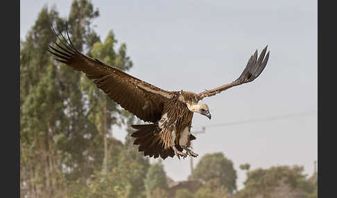 Weißrückengeier (Gyps africanus)