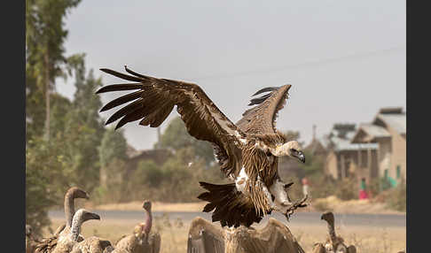 Weißrückengeier (Gyps africanus)