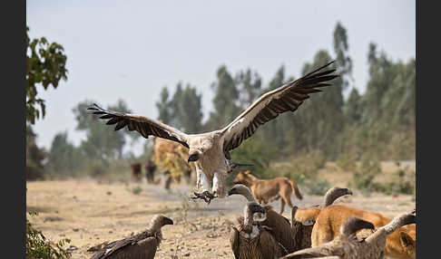 Weißrückengeier (Gyps africanus)