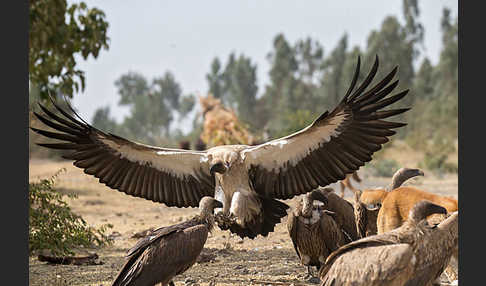 Weißrückengeier (Gyps africanus)