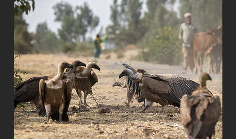 Weißrückengeier (Gyps africanus)