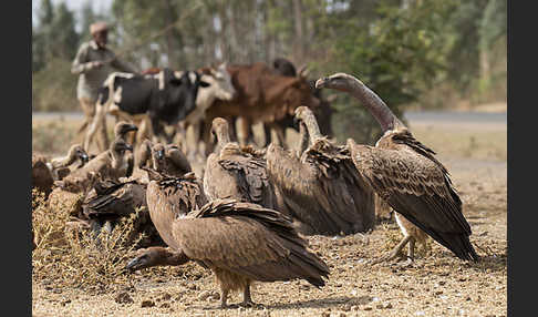 Weißrückengeier (Gyps africanus)