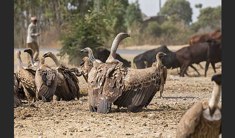 Weißrückengeier (Gyps africanus)