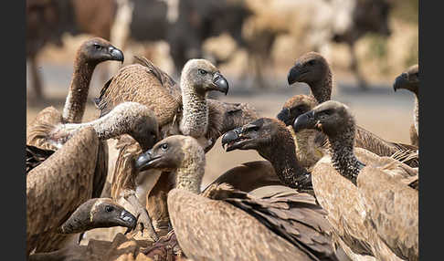 Weißrückengeier (Gyps africanus)