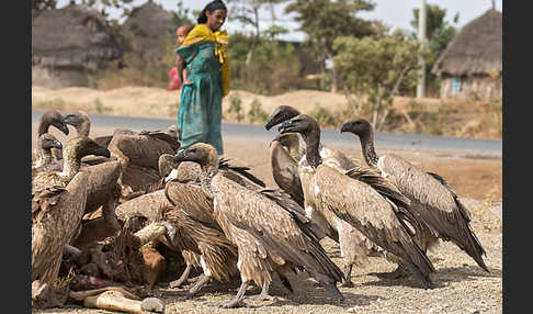 Weißrückengeier (Gyps africanus)