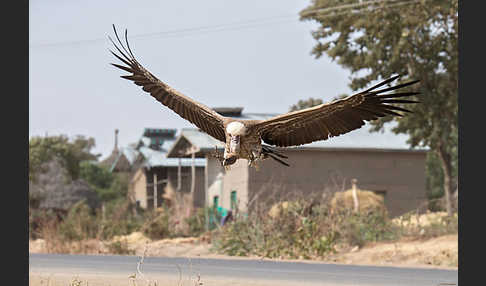 Sperbergeier (Gyps rueppellii)