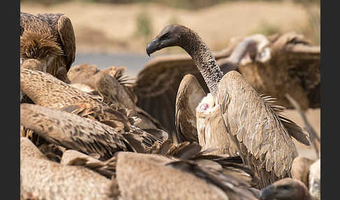 Weißrückengeier (Gyps africanus)