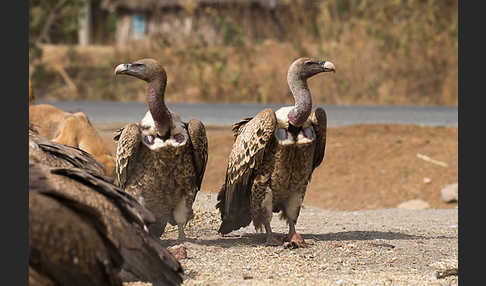 Sperbergeier (Gyps rueppellii)