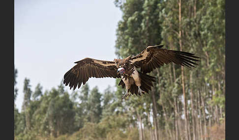 Ohrengeier (Aegypius tracheliotus)