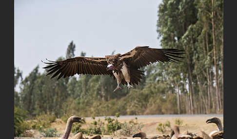 Ohrengeier (Aegypius tracheliotus)