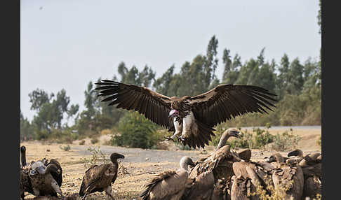 Ohrengeier (Aegypius tracheliotus)