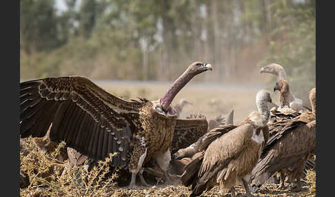 Weißrückengeier (Gyps africanus)