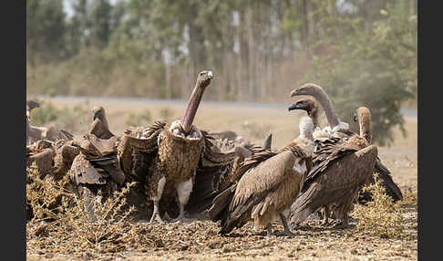 Weißrückengeier (Gyps africanus)