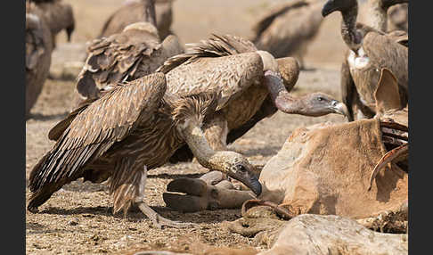 Weißrückengeier (Gyps africanus)