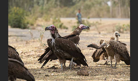 Ohrengeier (Aegypius tracheliotus)