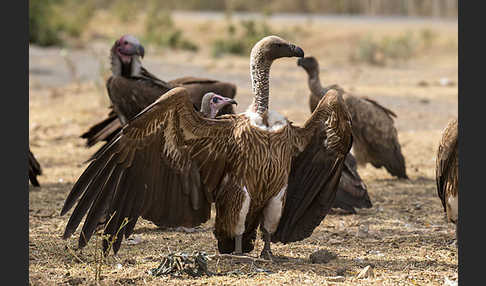 Weißrückengeier (Gyps africanus)