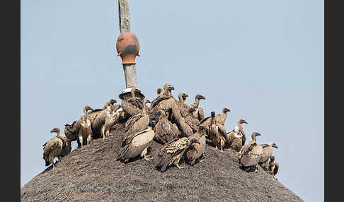 Weißrückengeier (Gyps africanus)