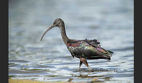 Sichler (Plegadis falcinellus)