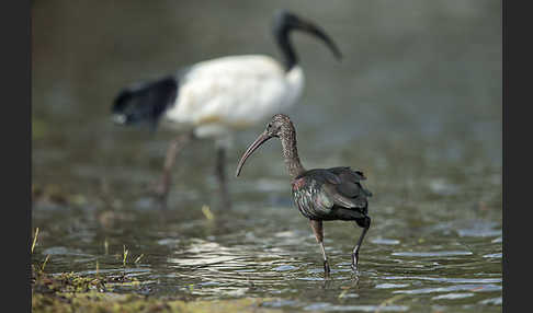 Heiliger Ibis (Threskiornis aethiopicus)