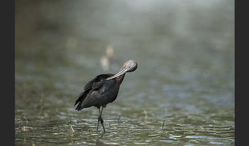 Sichler (Plegadis falcinellus)