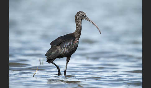 Sichler (Plegadis falcinellus)