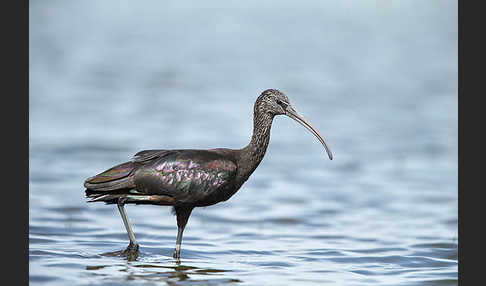 Sichler (Plegadis falcinellus)